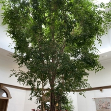 ホテルスプリングス幕張の画像｜大きい木