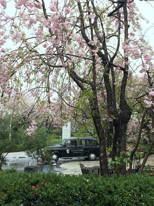 ﾛﾝﾀｸしだれ桜.jpg