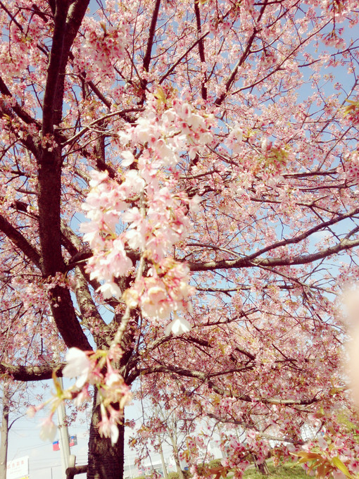 桜　オードリー.jpg