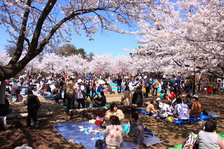 20110417modelsakura01.jpg