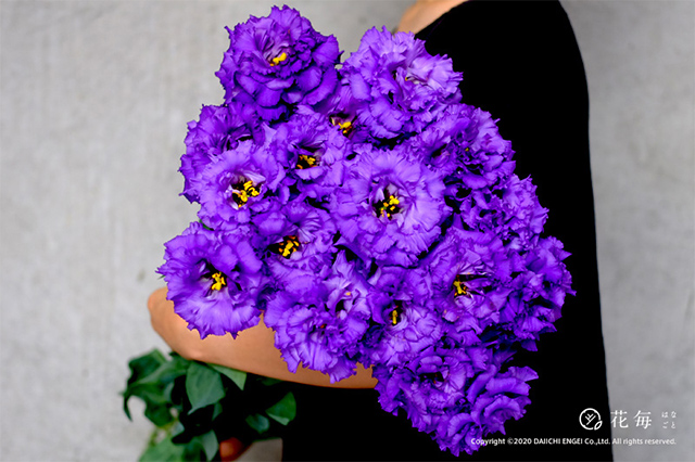 感謝を伝える花言葉16選 花束でありがとうを伝えよう セキララゼクシィ