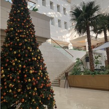 シェラトン・グランデ・オーシャンリゾートの画像｜エントランスのクリスマスつりー