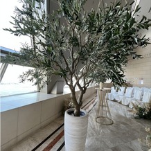 横浜ロイヤルパークホテルの画像｜オリーブの木がありました。