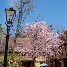 那須高原ミッシェルガーデンコートの画像｜敷地内の当日の空と桜