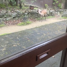 THE HILLTOP TERRACE NARA（ザ・ヒルトップテラス奈良）の画像｜チャペルでゲスト側の窓から見える鹿さん