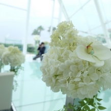 ラヴィマーナ神戸（ＲＡＶＩＭＡＮＡ　ＫＯＢＥ）の画像｜デフォルトの花