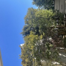 Ｏｒａｎｇｅ　Ｖｅｒｔ（オランジュ：ベール）の画像