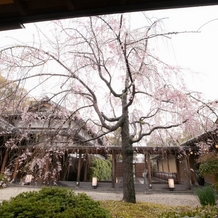 ＧＡＲＤＥＮ ＲＥＳＴＡＵＲＡＮＴ ＴＯＫＵＧＡＷＡＥＮ（ガーデンレストラン徳川園）の画像｜4月枝垂れ桜