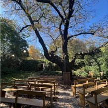 ラ・クラリエールの画像｜120年の歴史のある桜の木のガーデンウエディング