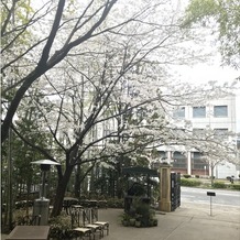 フォーチュン ガーデン 京都（FORTUNE GARDEN KYOTO）の画像｜会場入り口の桜