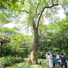 ザ ナンザンハウス（ＴＨＥ ＮＡＮＺＡＮ ＨＯＵＳＥ）の画像｜シンボルの木が素敵だった