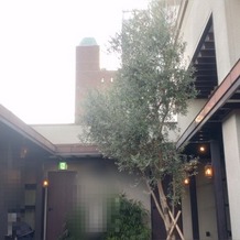 クラシカ表参道／別邸KEYAKIの画像｜屋上から挙式会場までの中庭
オリーブの木が植えられており実もなっていた
