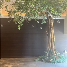 センティール・ラ・セゾン　岐阜の画像｜入ってすぐ聳え立つ木