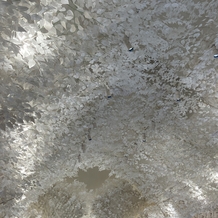 トリフォーリア ＮＡＧＯＹＡの画像｜天井が綺麗です
