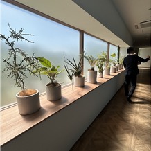ＡＭＡＮＤＡＮ　ＢＬＵＥ　青島（アマンダンブルー青島）の画像｜2階の廊下にも植物がたくさん