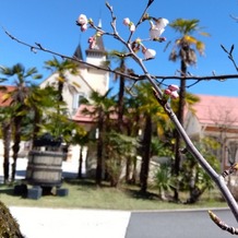 レストラン　レアルドールの画像｜桜の木があるんですよ！式場内に桜が咲くなんて、すごい！私たちが行った時は、まだツボミでした。