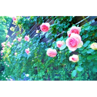 奈良町　あしびの郷