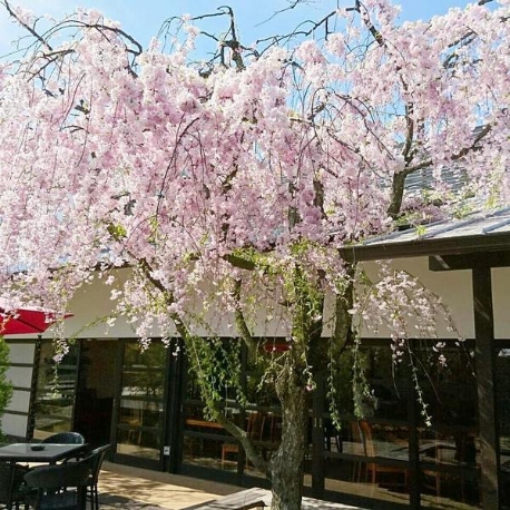 奈良町　あしびの郷