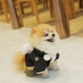 スタイリッシュウェディング　ヴィーナスコート　長野