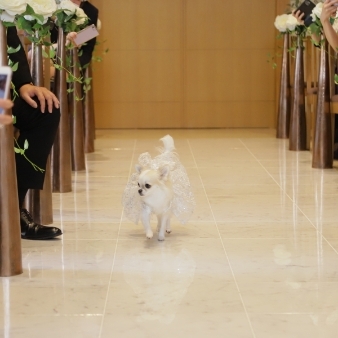スタイリッシュウェディング　ヴィーナスコート　長野