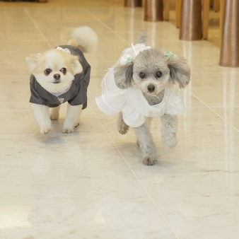 スタイリッシュウェディング　ヴィーナスコート　長野