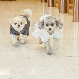 スタイリッシュウェディング　ヴィーナスコート　長野
