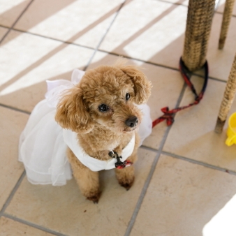 スタイリッシュウェディング　ヴィーナスコート　長野