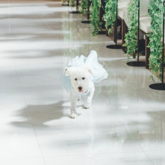 スタイリッシュウェディング　ヴィーナスコート　佐久平