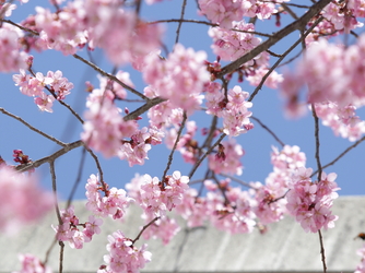 星野リゾート　リゾナーレ八ヶ岳：ゴールデンウィーク前後で満開となる山桜