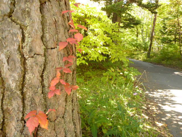 1008木と紅葉.JPG