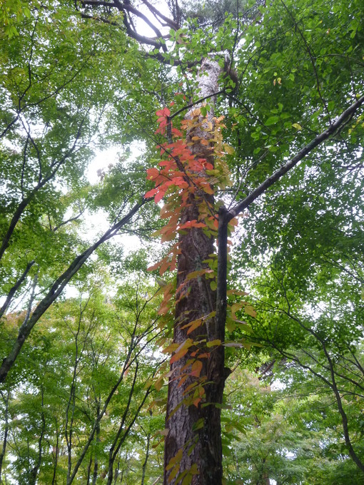 木に絡みつく紅葉.JPG