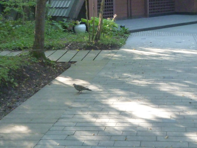 野鳩の朝食.JPG