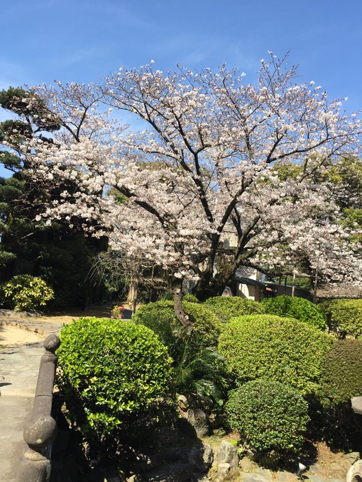 桜と庭園.JPG
