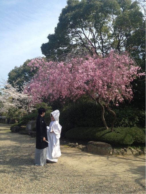 sakura3.31.201.jpg