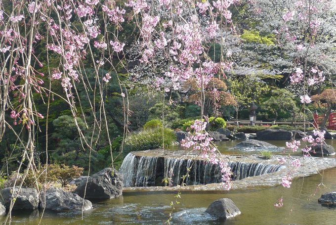 庭園　桜.png