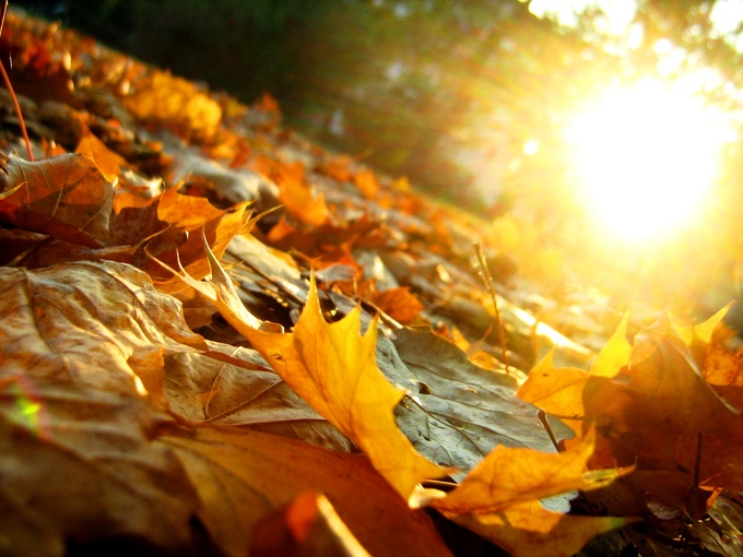 Autumn_Leaves.jpg