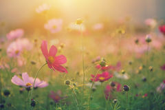 cosmos-field-sunset-autumn-illuminated-light-sun-sensitivity-setting-sun-34447718.jpg