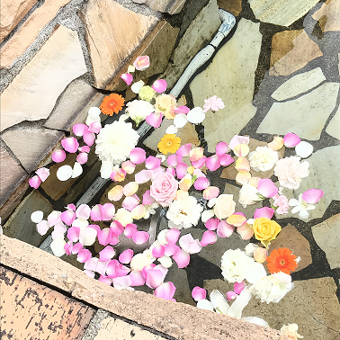 池の花.png