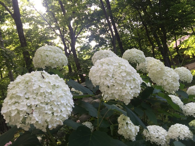 ニドムリゾートウエディングのプランナーブログ 紫陽花 結婚式場 ウエディング 挙式 ブライダル ゼクシィ