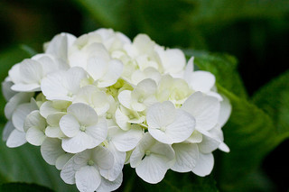 white-hydrangea.jpg