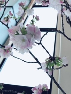 桜.jpg