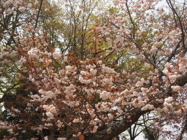 20140421ブログ桜.jpg