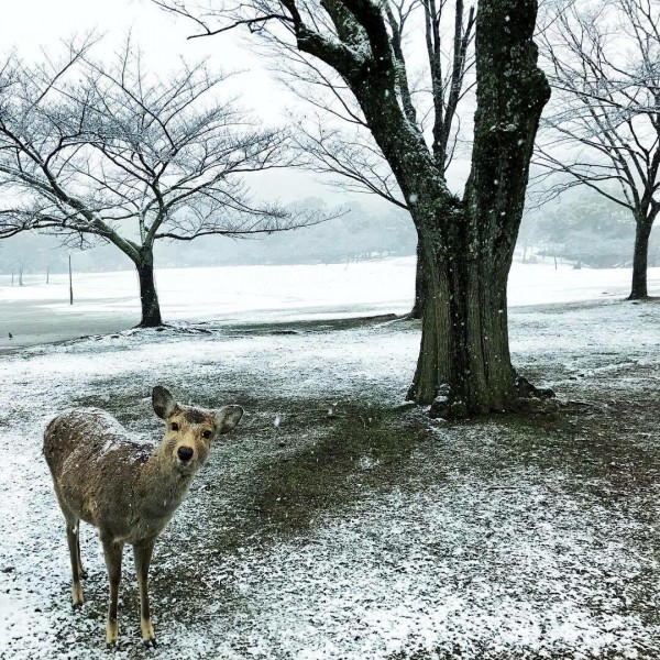 雪.jpg