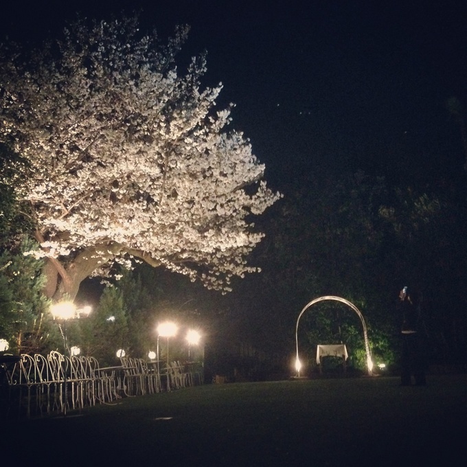 夜の桜.jpg