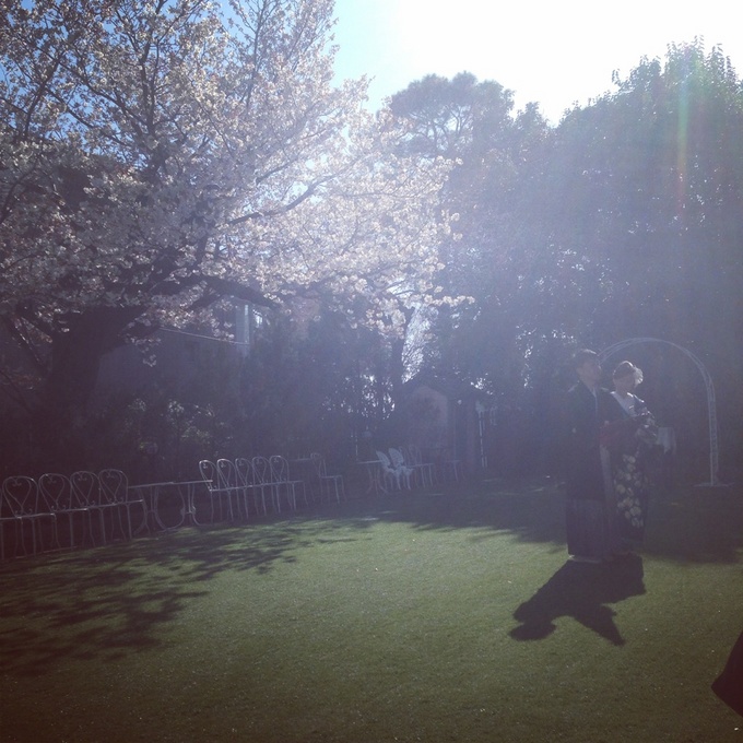 桜の前撮り.jpg