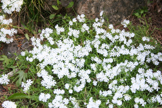 IMG_1481芝桜白.JPG