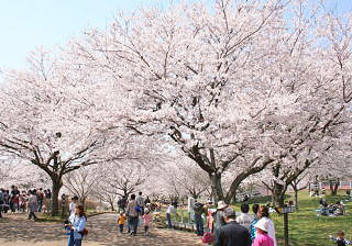 sakura_07.jpg