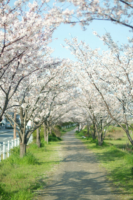 桜・ブログ用 038.jpg