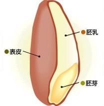 4回目ブログ（小麦図解）.jpg