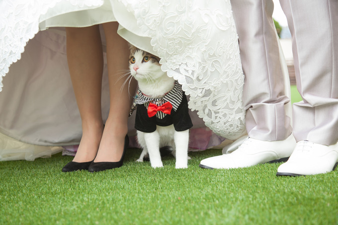 アモーレヴォレ サンマルコのプランナーブログ「愛猫と前撮り♡」 結婚